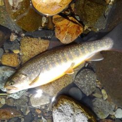 九頭竜川水系でイワナ釣り